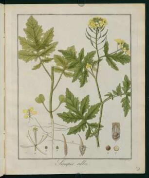 52r, Sinapis alba