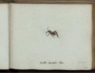 Gryllus biguttulus Fabr. [bis] Pyralis Schwarzana Mihi