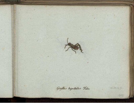 Gryllus biguttulus Fabr. [bis] Pyralis Schwarzana Mihi