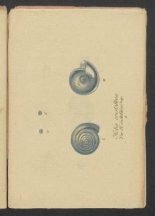Helix cristallina