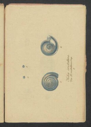 Helix cristallina