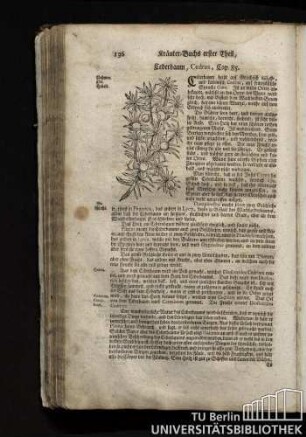 Cap. 85. Cederbaum, Cedrus.
