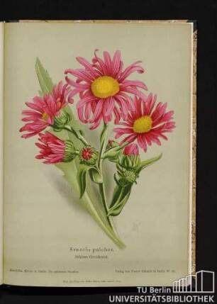 Senecio pulcher. Schönes Greiskraut.