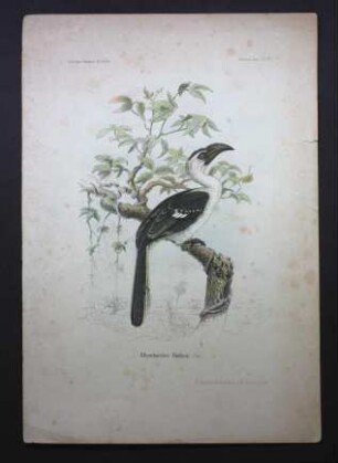 Decken-Toko, Tockus deckeni (Cabanis, 1869)
