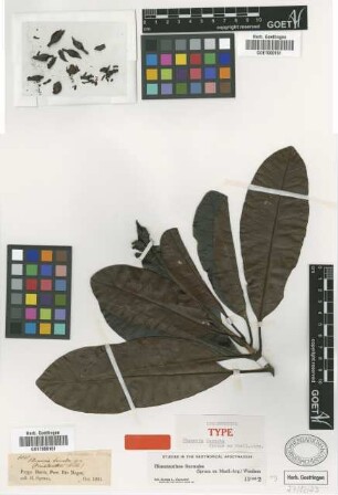 Plumeria sucuuba Spruce ex Muell.Arg. [isolectotype]