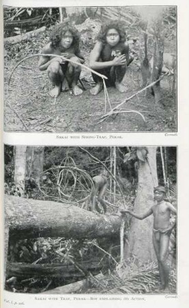 Sakai with spring-trap, Perak. Sakai with trap, Perak - boy explaining its action