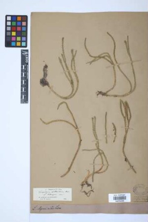 Phlegmariurus myrsinites (Lam.) B. &Oslash;llg.