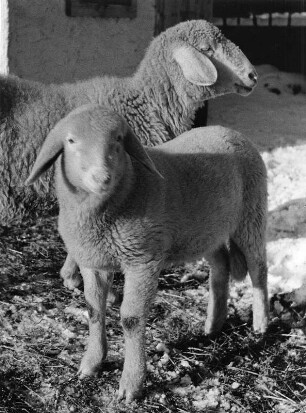 Tiere. Zwei Lämmer