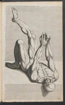 XV