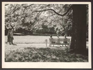 Im Palaisgarten. Detmold. Neustadt. Papierabzug