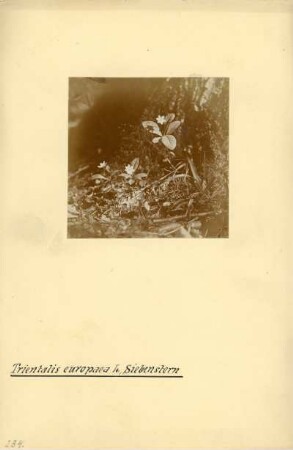 Siebenstern : Siebenstern (Trietalis europaea Linnaeus)