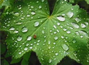 Blatt mit Wassertropfen