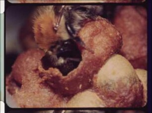 Providing the Brood with Pollen Nutrition in the Bumblebee Bombus pascuorum