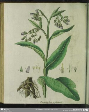 Zu Tabula XXX. Symphytum Officinale. Gewöhnlicher Beinwell