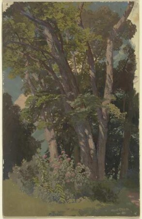 Parkstudie, Waldwiese