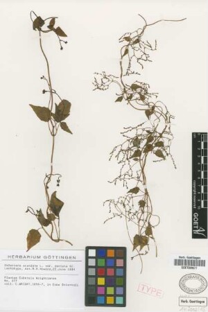 Valeriana scandens L. var. dentata Griseb.