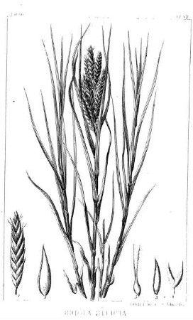 Uniola stricta, Torr.