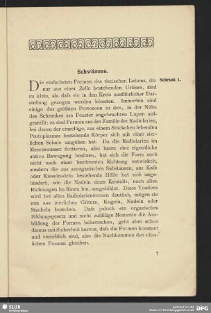 Schwämme