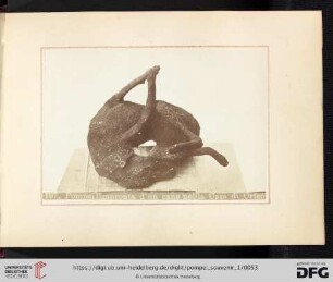 197. Pompei| Impronta d'un cane nella Casa die Orfeo