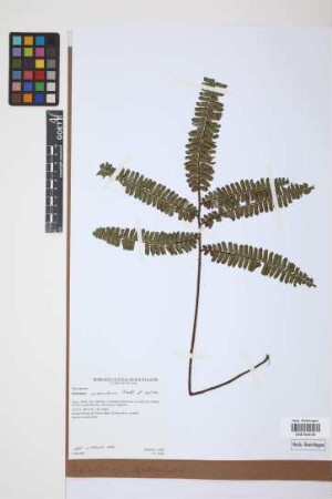 Adiantum squamulosum J.Prado & A.R.Sm.