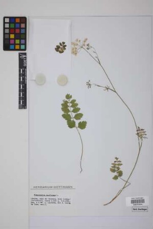 Pimpinella saxifraga L.