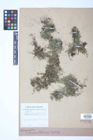 Selaginella ciliaris (Retz.) Spring