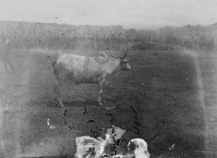 Tätowiertes Zebu : Tätowiertes Zebu oder Buckelrind