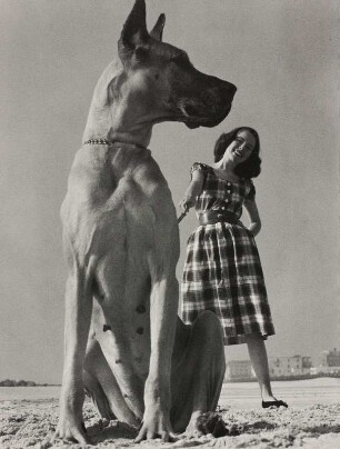 Modeaufnahme, Modell mit deutscher Dogge (Junior Bazaar)