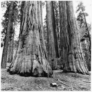 Bergmammutbäume, King Canyon National Park (USA)
