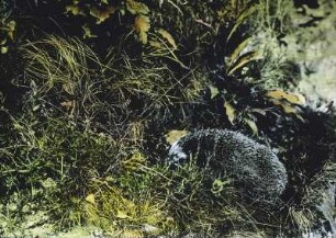 Säugetiere. Igel (Erinaceidae) im Gras