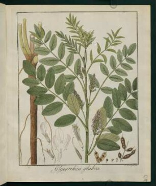 19r, Glycyrrhiza glabra