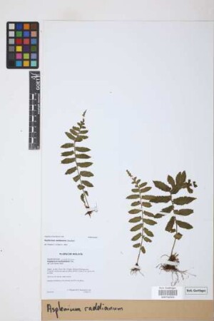 Asplenium raddianum Gaudich.