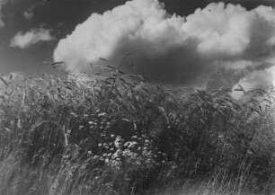 Landschaftsaufnahme : Unbekannter Ort. Getreidefeld, Blick in den Himmel