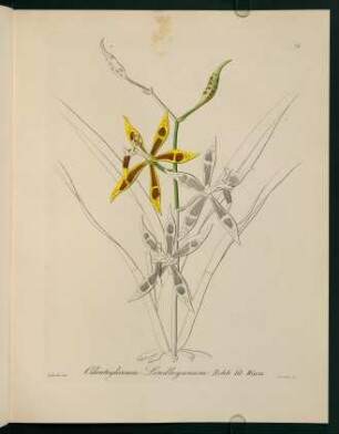 71r-71v, Odontoglossum Lindleyanum