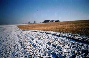 Fotografie: Säverfahren, Einzelkornsaat, Mais, Mulchsaat, Zwischenfrucht