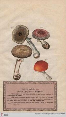Agaricus muscarius