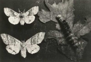 Buchen-Streckfuß (Calliteara pudibunda), auch Buchenrotschwanz. Männchen und Weibchen mit Raupe auf Eichblatt