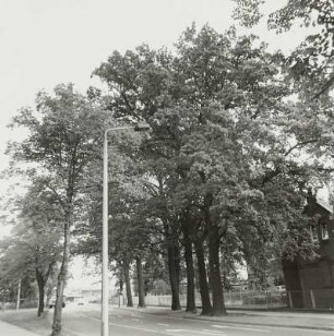 Sieben Eichen (Quercus; Naturdenkmale)