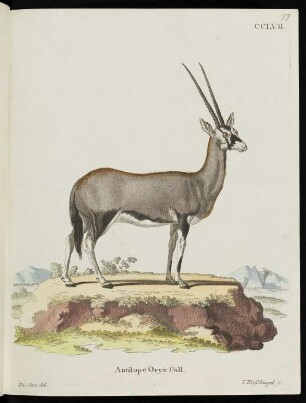 CCLVII. Antilope Oryx Pall.