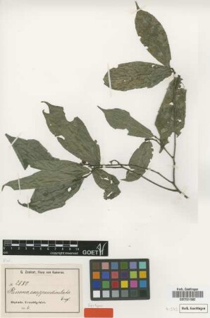 Rinorea exappendiculata Engl. [syntype]
