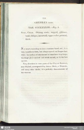 Gryphaea nana. Tab. CCCL XXXIII. - Fig. 3