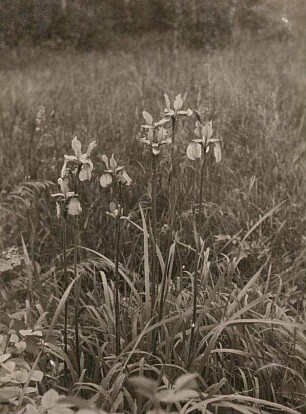 Sibirische Schwertlilie (Iris sibirica), auch Wiesen-Schwertlilie