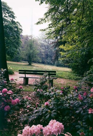 Rhododendron-Lehr- und Schaugarten Wachwitz : Dresden-Wachwitz. Rhododendron-Lehr- und Schaugarten Wachwitz. Parkpartie gegen Fernsehturm
