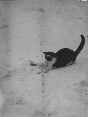 Hauskatze : Hauskatze (Felis silvestris catus Linnaeus) beim Anschleichen im Schnee.