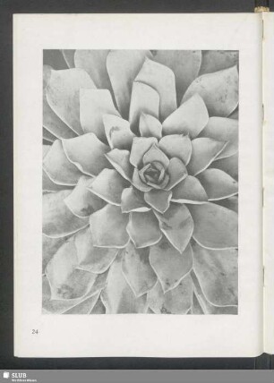 Echeveria montana