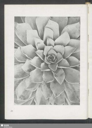 Echeveria montana