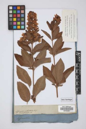 Lysimachia verticillata