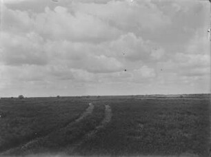 Lüneburger Heide : Flachwellige Heideladschaft