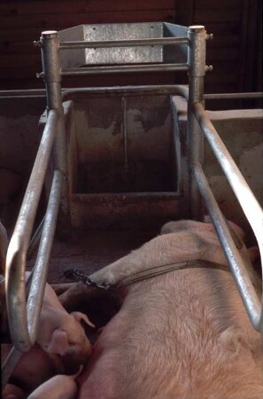 Fotografie: Haltungssystem, Ferkelaufzucht, Abferkelbucht, Anbindehaltung