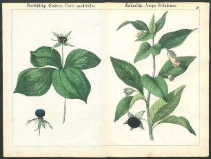 Tafel III.: Vierblättrige Einbeere. Paris quadrifolia. Tollkirsche. [...]